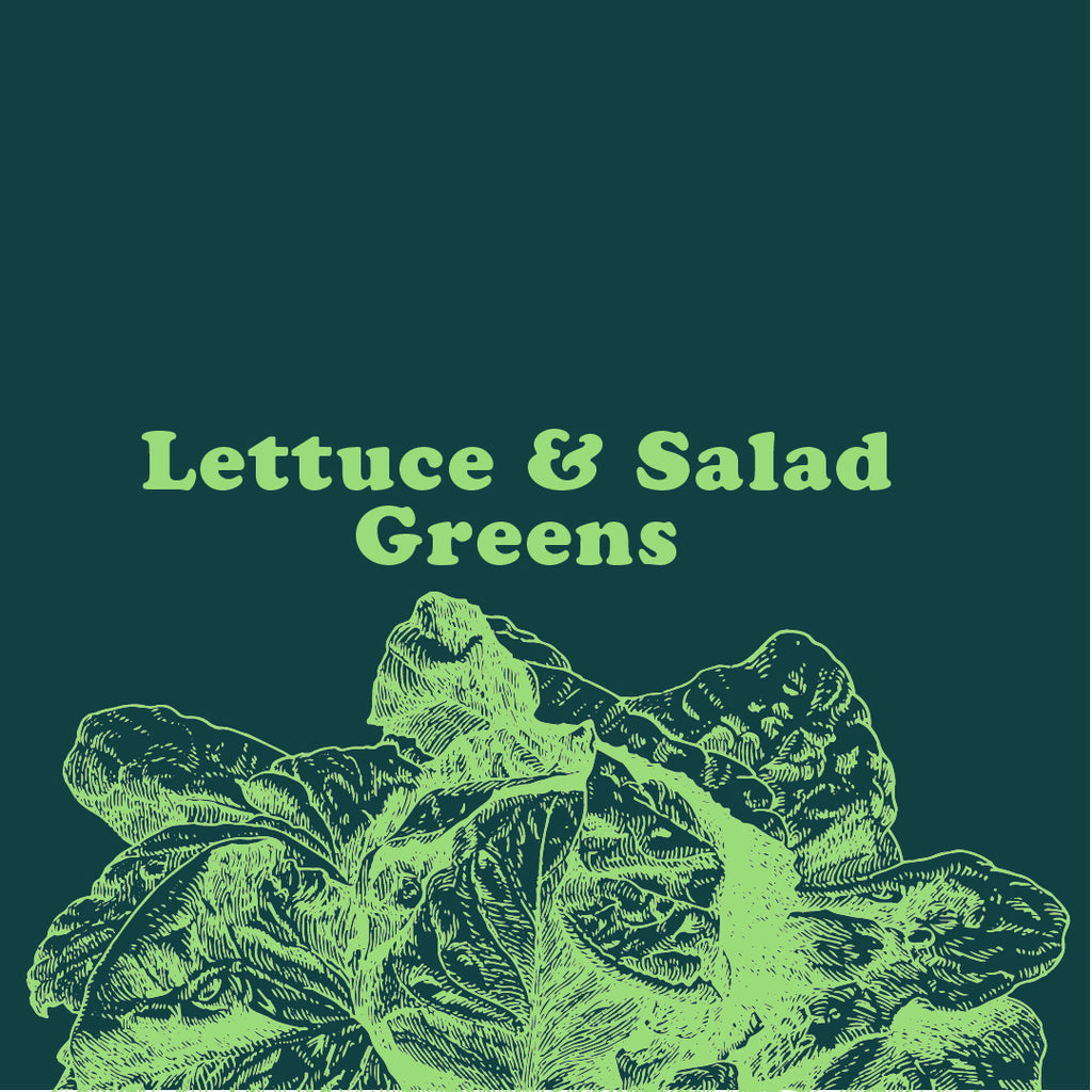 Lettuce & Salad Greens