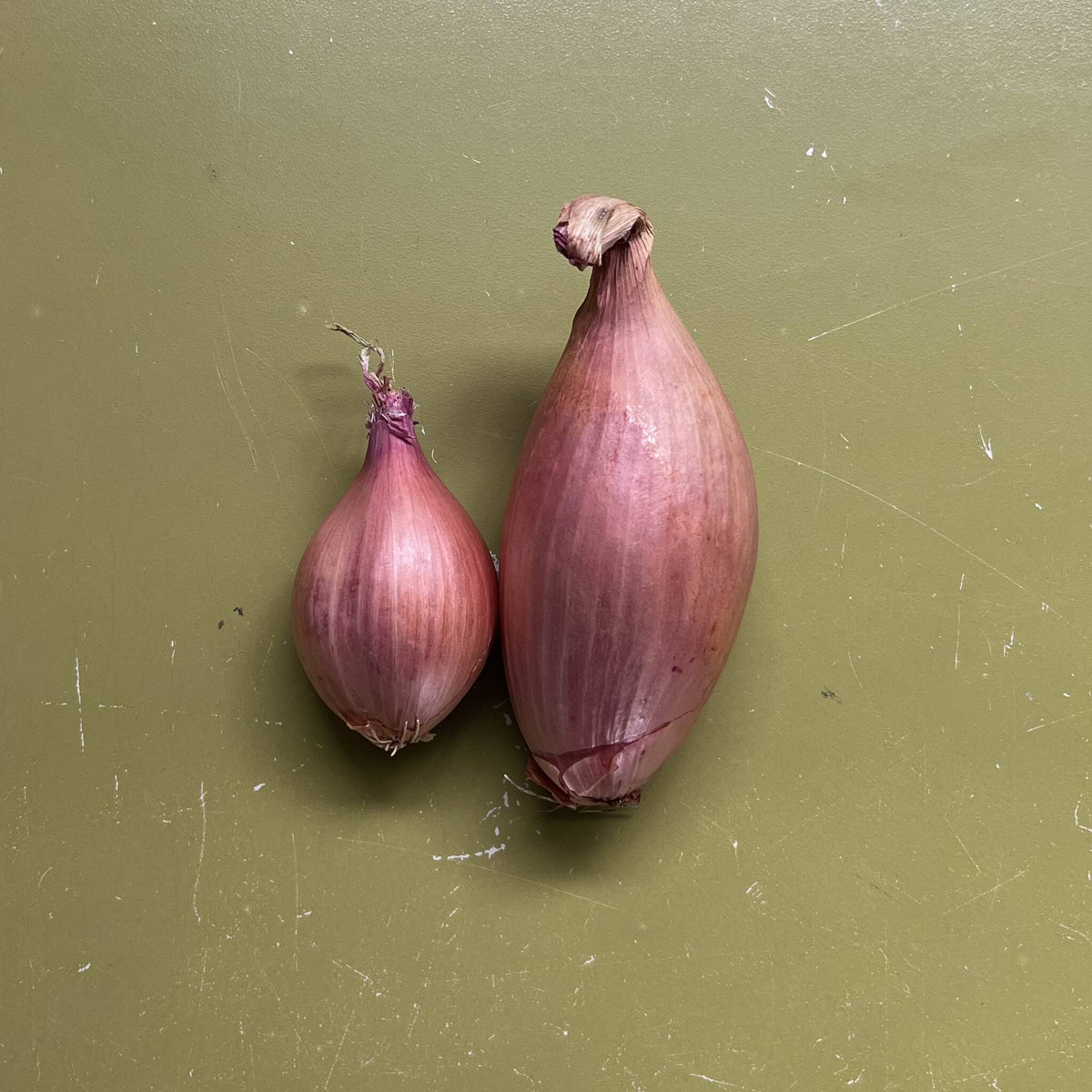 Shallot Large OG [per], CA Community Supported Grocery