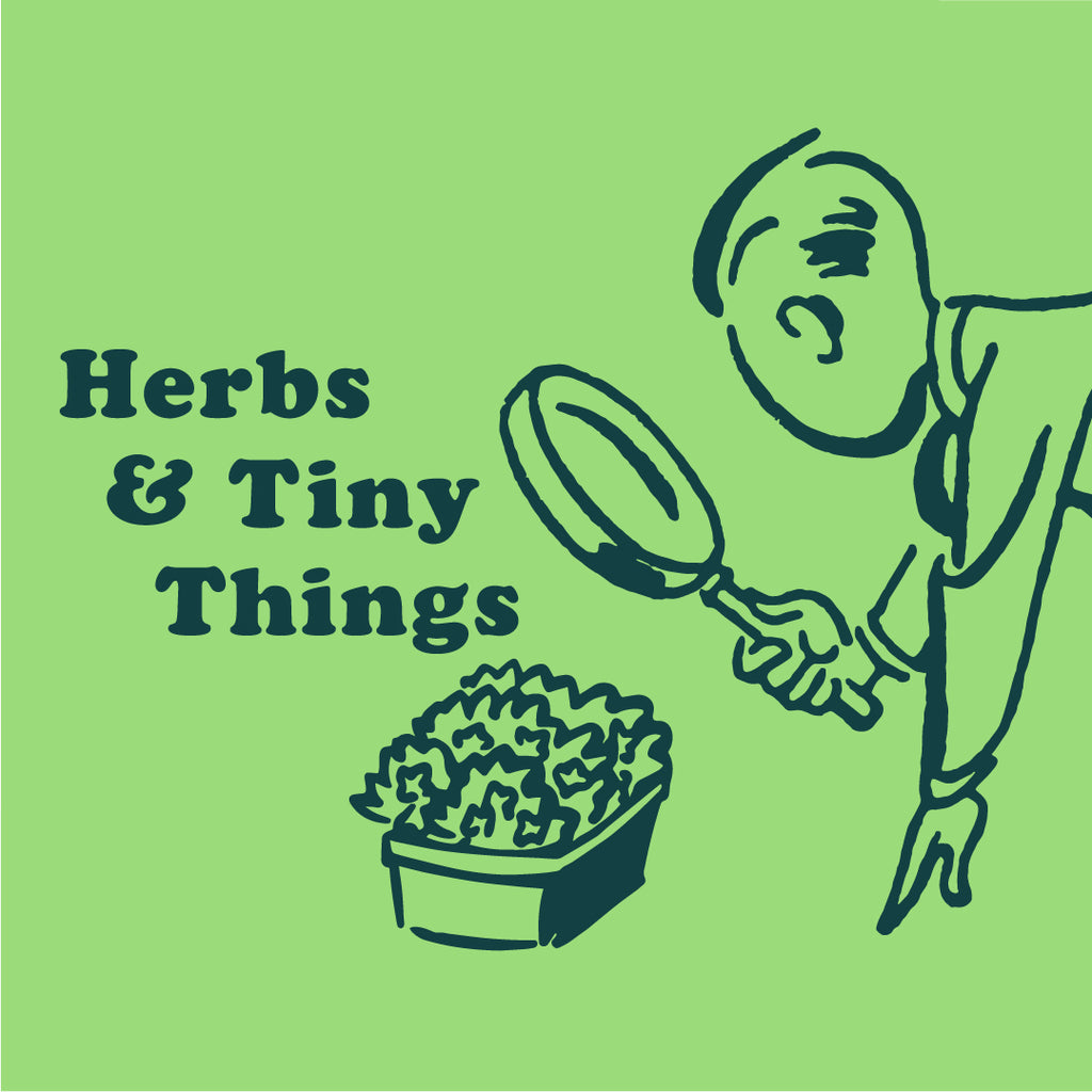 Herbs & Tiny Things